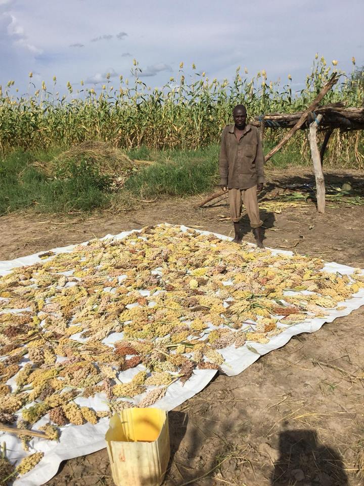 worker drying produce in the field